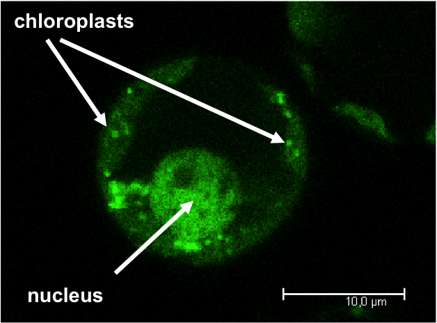 Dually targeted protein 
