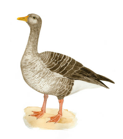 Grågås Grågås