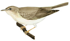 Løvsanger Løvsanger