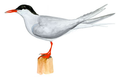 Rødnebbterne Rødnebbterne