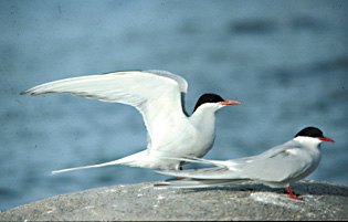 R&oslash;dnebbterne 2