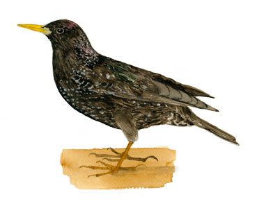 Stær Stær