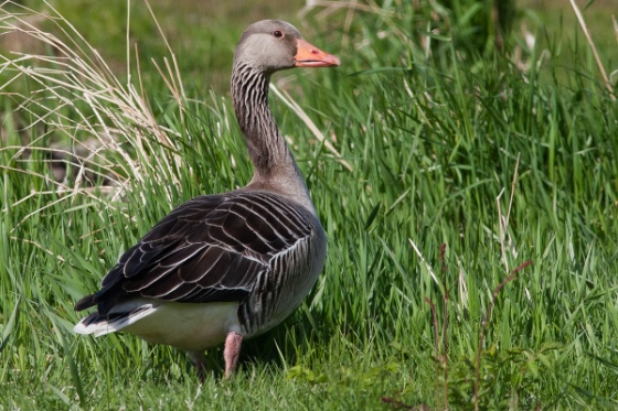 Grågås 2 Grågås 2