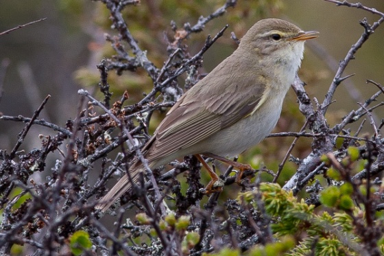 Løvsanger 2 Løvsanger 2