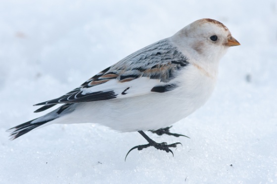 Sn&oslash;spurv 2