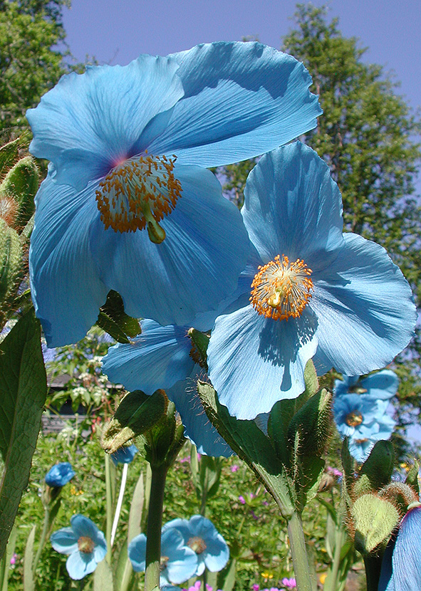 Fig. 4. Meconopsis Lingholm Berg