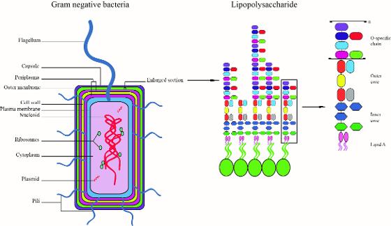 GlycoBact.jpg Bilde glycosylering av bakterie