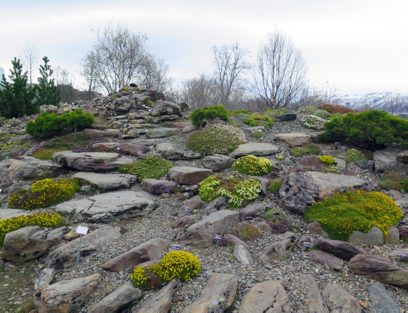 Vaar_sildresamlinga_sxifraga2.jpg