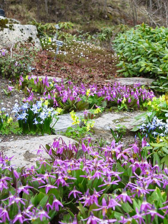Diverse_bla_primula.jpg