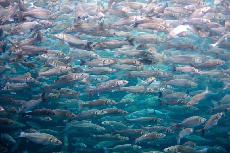 Ocean Commons