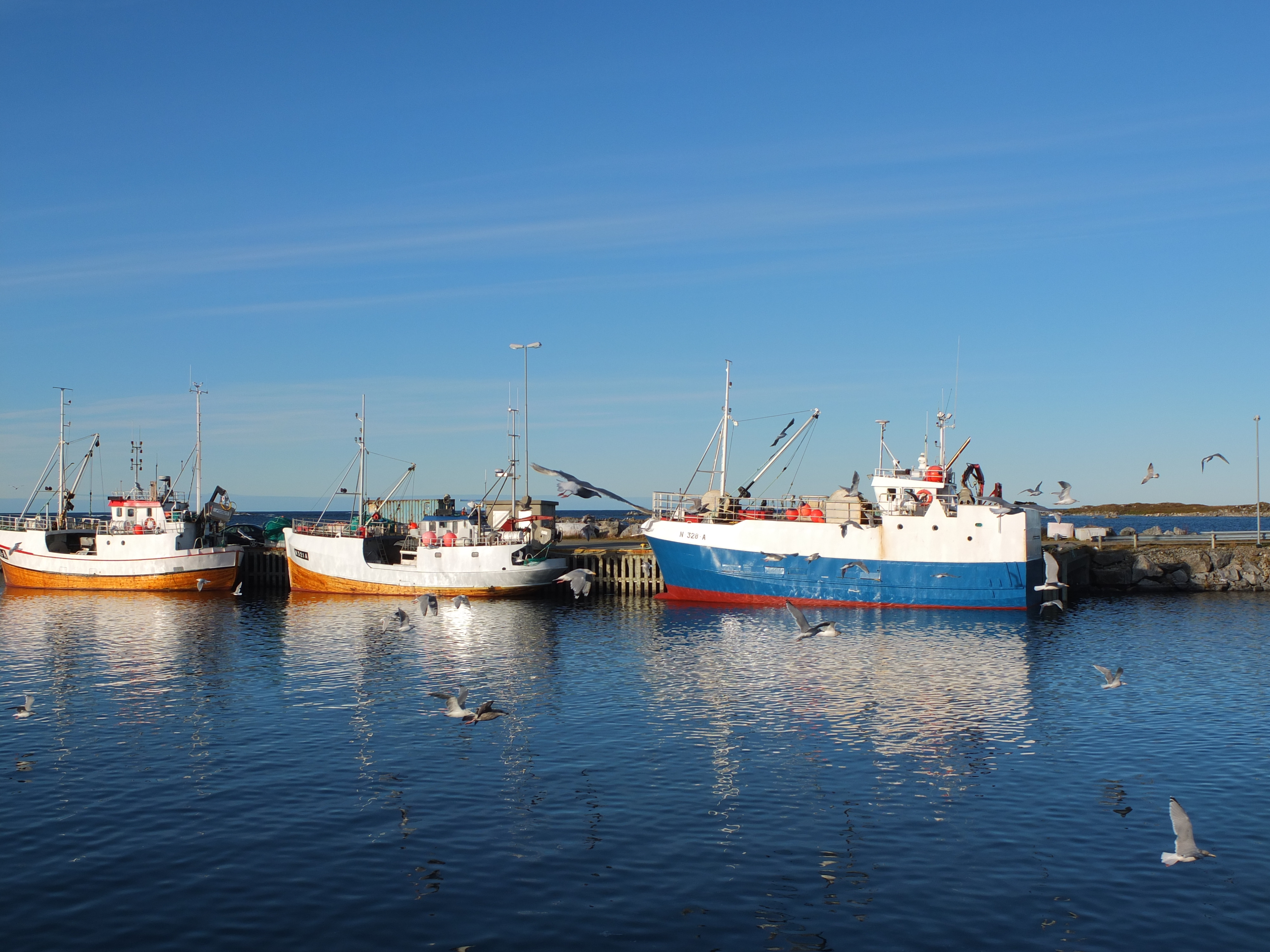 kystmåten illustrasjon Kystmåten