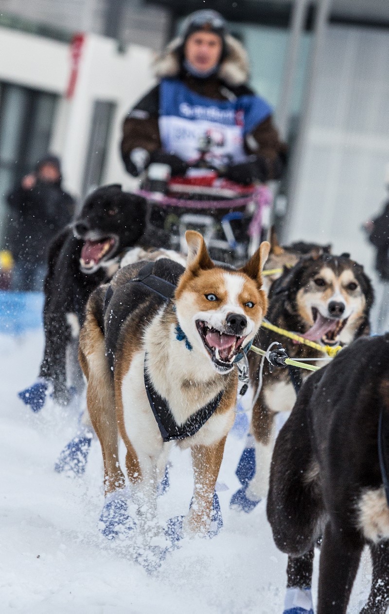 Dogsledding_besettendeIMG_5360.jpg