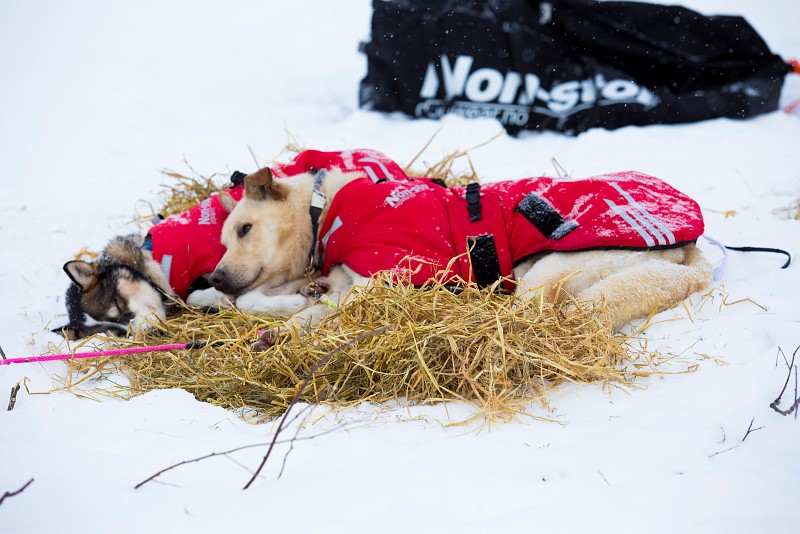 DogsHunder 2018.jpg