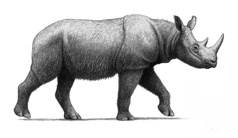 Stephanorhinus