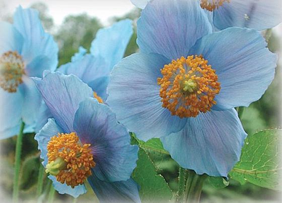 Himalaya.jpg Himalaya blomst