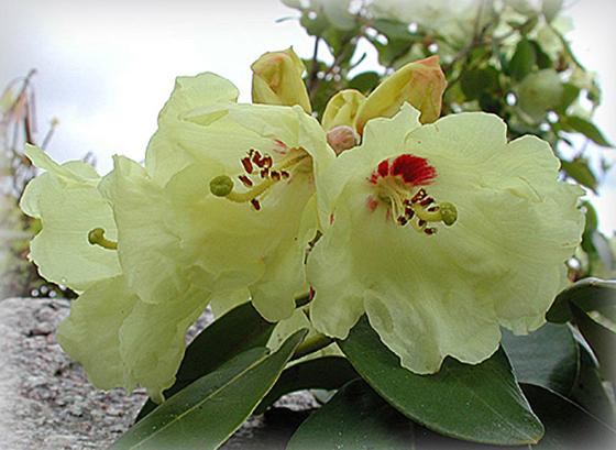 Rhododendron.jpg Rhododendron wardii