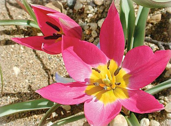 LØK-OG-KNOLLER.jpg Yndetulipan (Tulipa humilis)