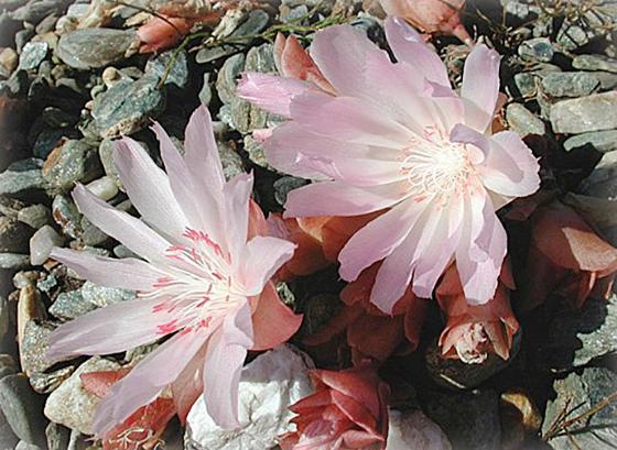 Botanisk_NordAmerika.jpg