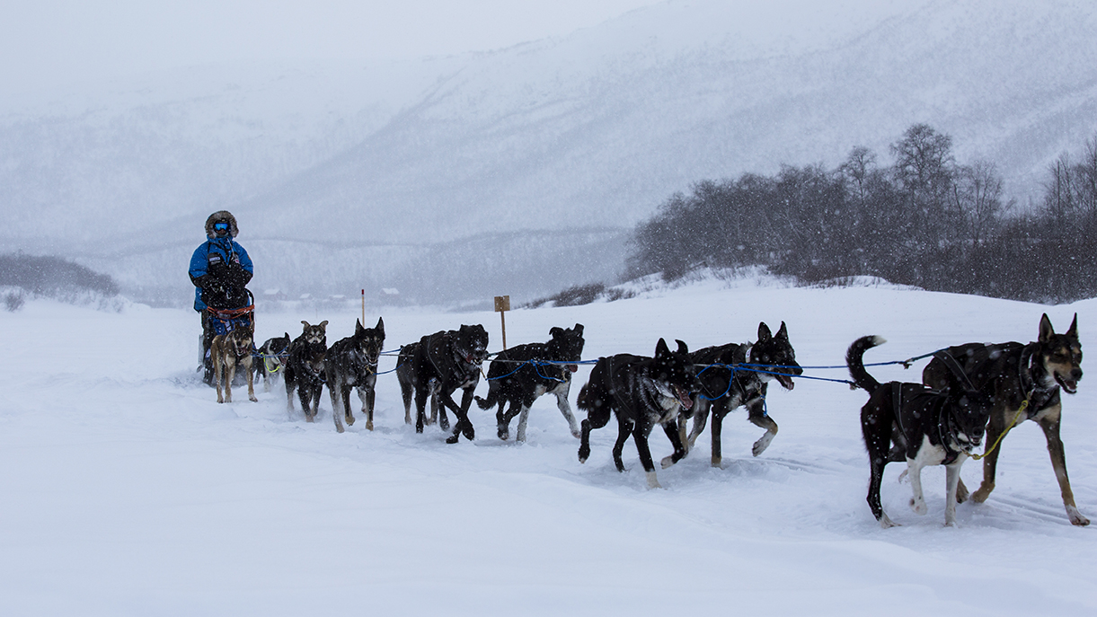 Hundespann inn.jpg Finnmarksløpet er et blodslit som varer i flere dager. Likevel gir det mening for mange å være med.