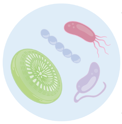selected.microbes.image.png