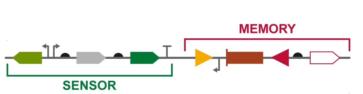 M2RG.genetic device.jpg