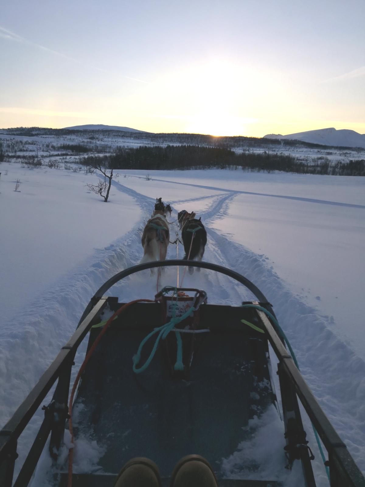POV fra en hundeslede