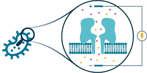 Patch_clamp Patch clamp electrophysiology enables the study of models of bacterial porins.