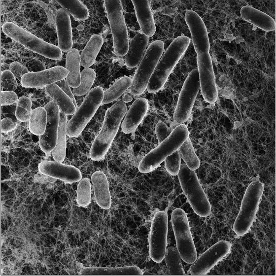 sick Salmonella.jpg