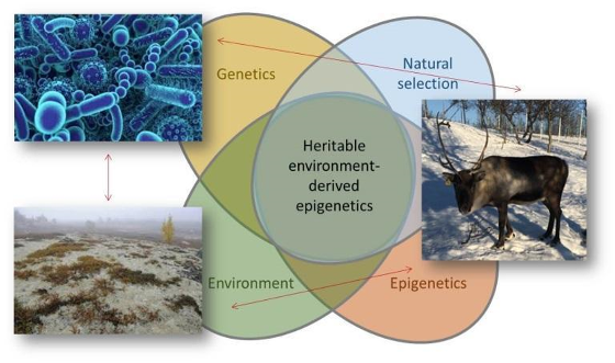 PhD_project_epigenetics.png