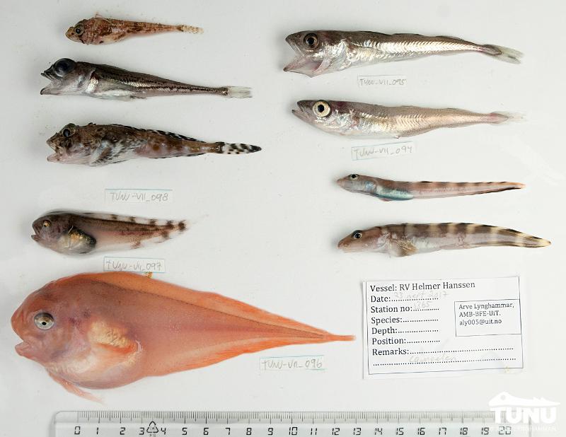 Sm&aring;, bunndyrspisende arktiske fiskearter trues av klimaendring. Disse er fanget p&aring; 200 meters dyp vest av Framstredet i 2017. Bildet har ingen direkte sammenheng med saken.  