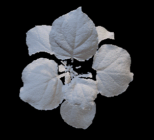 radish_3d.gif
