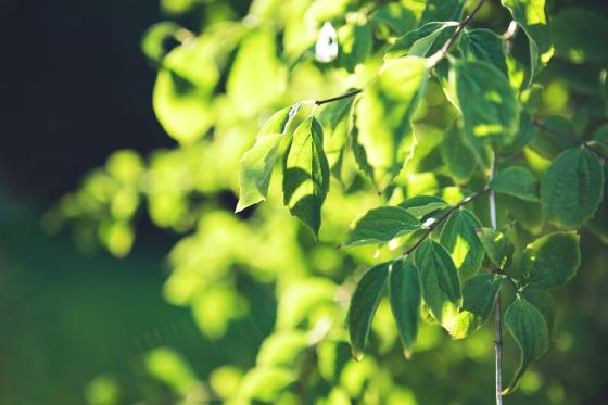 54844783-tree-branch-with-green-leaves-on-blurred-greenery.jpg