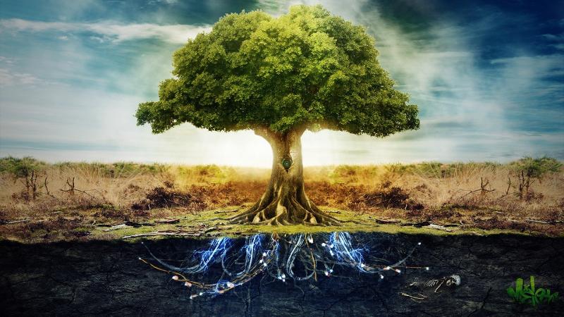 nature-technology-trees-peace.jpg
