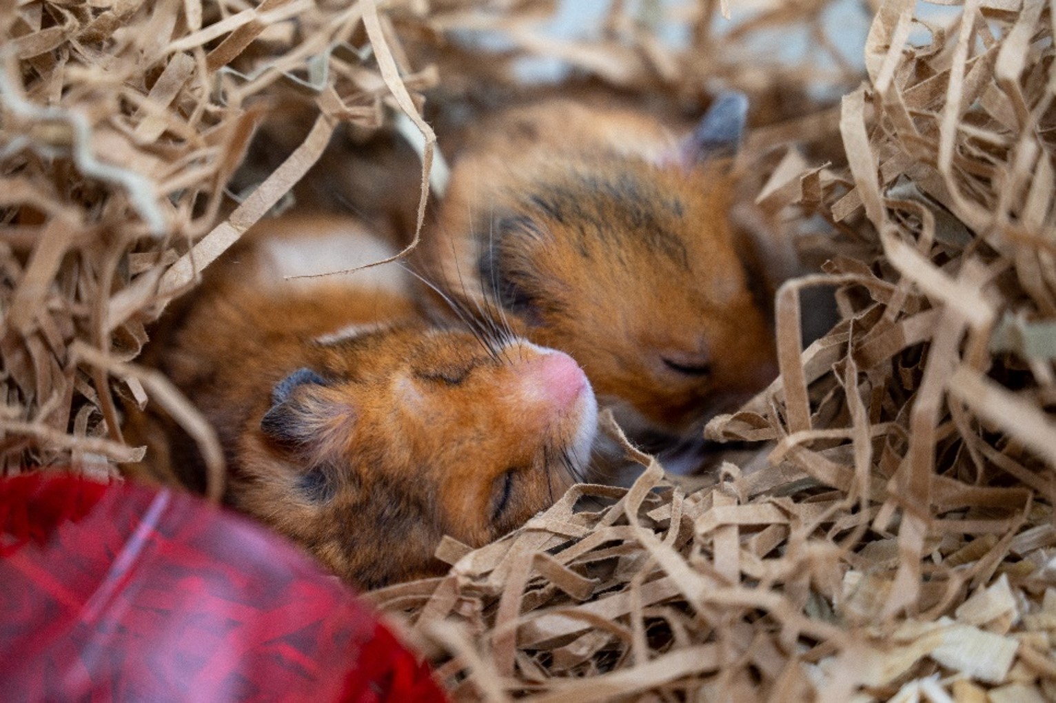 Hamster som ligger og sover i noen sin h&aring;nd