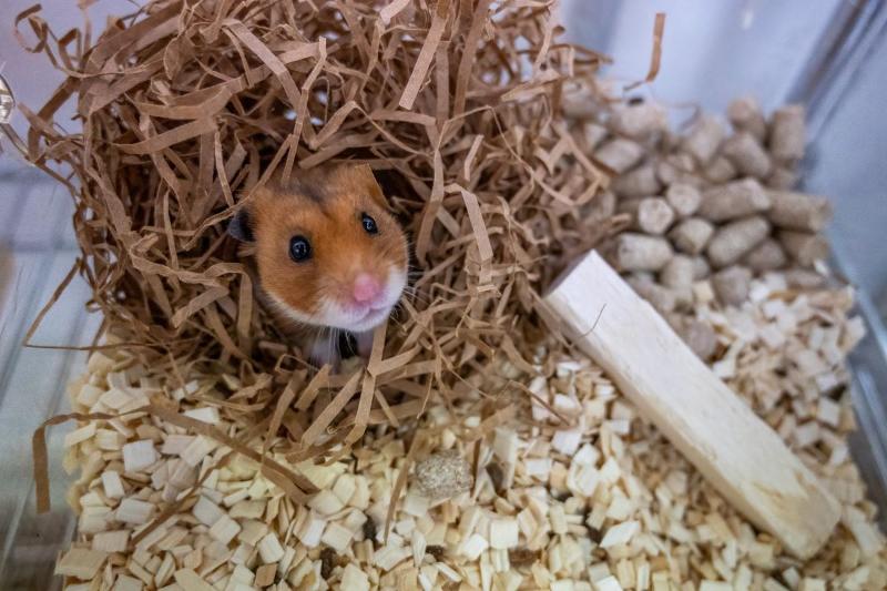 Hamster-in-nest.jpg Ein hamster i eit bur, med høy og liknande rundt seg. Hamsteren ser rett på oss. Veldig søt