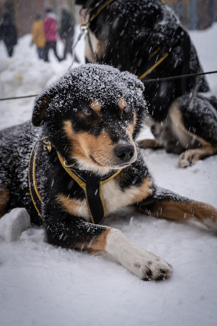 hund som ligger og slapper av mens det sn&oslash;r