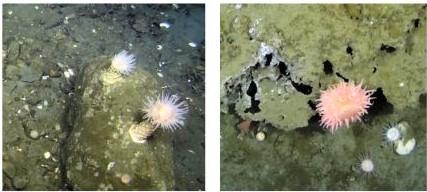 anemone.jpg