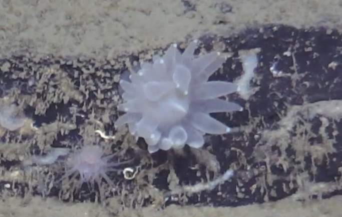 Corallimorpharia.png