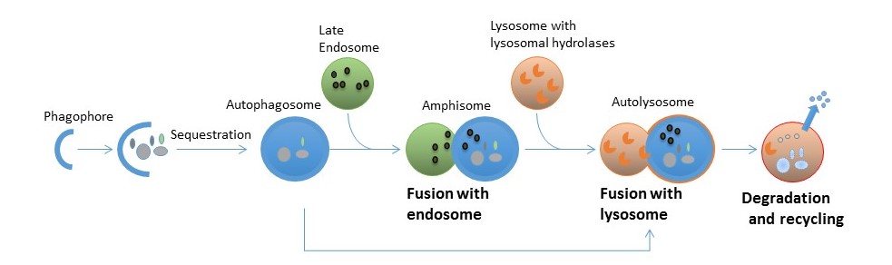Autophagy figure.jpg