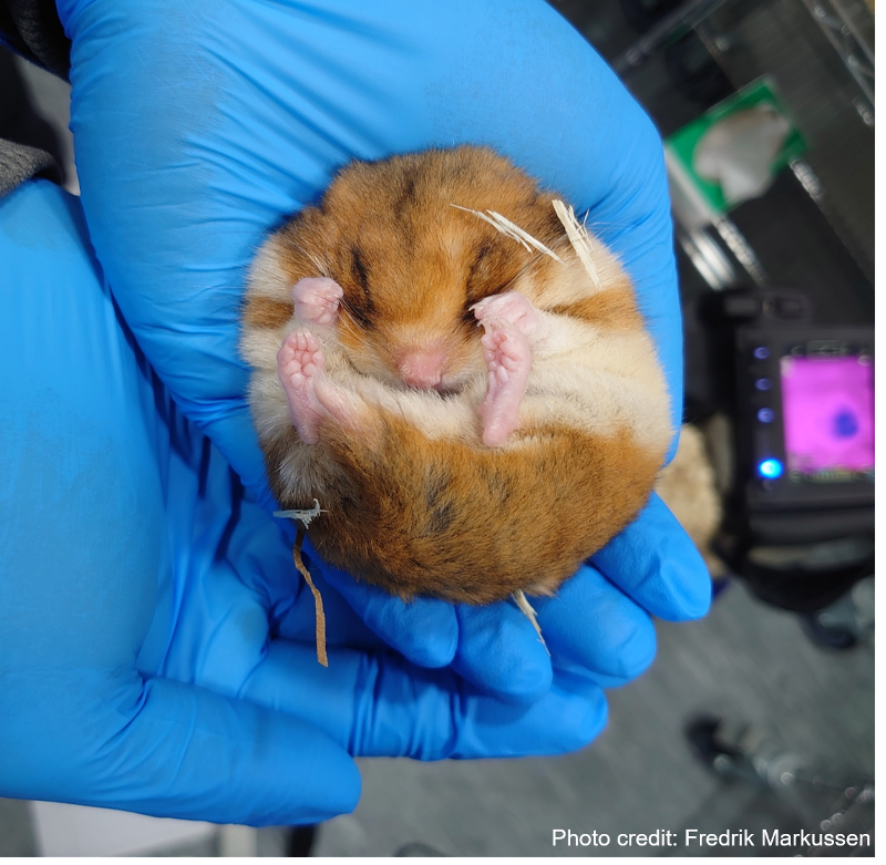 Bilde0_Torpid_hamster_cred.png