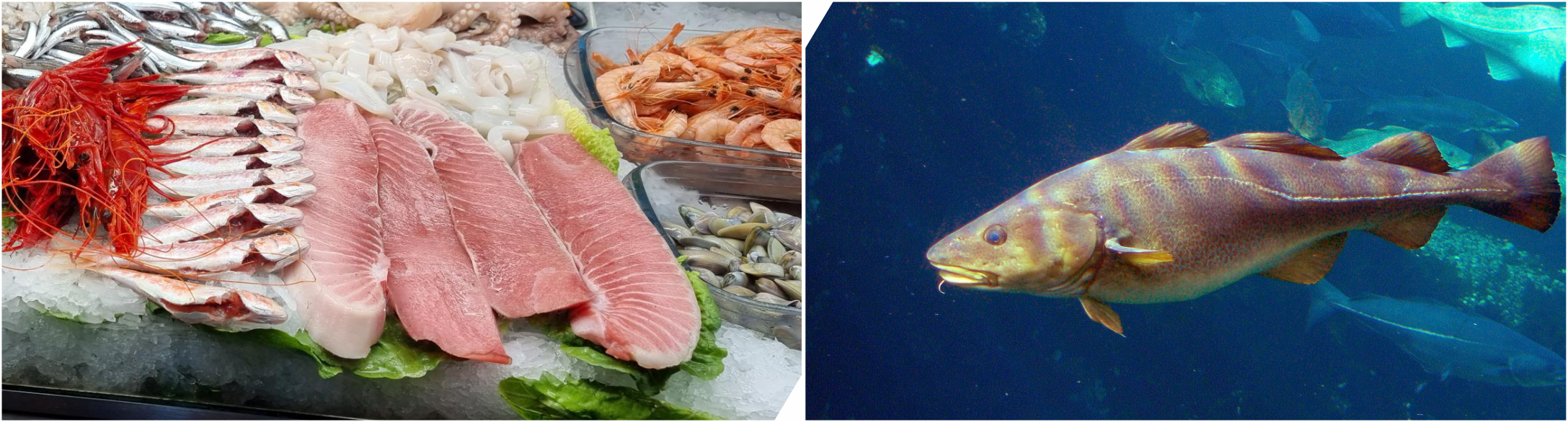 Fish_cod_MT.png Fish