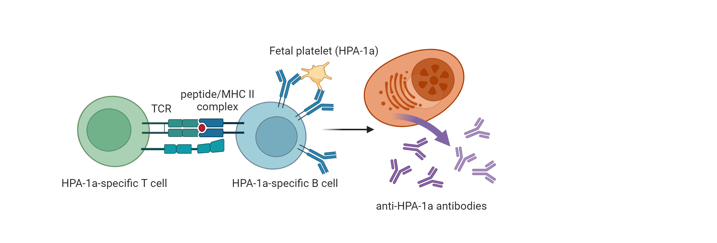 T cell responses.jpg