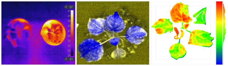 klimalab_phenotyping.jpg