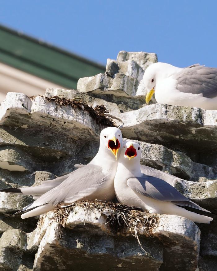 Illustrasjons-/bannerbilde for UiT Environmental humanities gathering #29: Kittiwake walk with K&aring;re Grundv&aring;g and Ingeborg Solvang