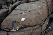 Bilde De aller minste fossilene forteller om istida ved dyrelivets begynnelse 836990
