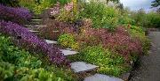 Bilde Troms&oslash; arktisk-alpine botaniske hage 30 &aring;r i 2024 860850