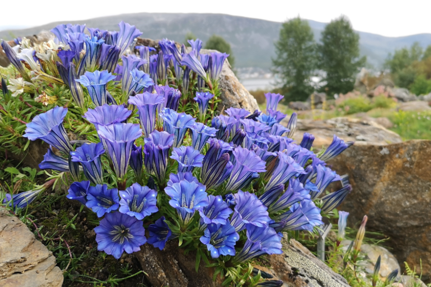 Hvit bygning og masse blomster og mennesker i en hage