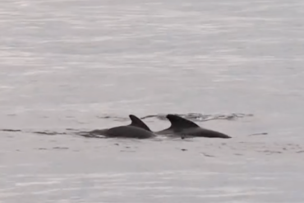 Whales in the ocean