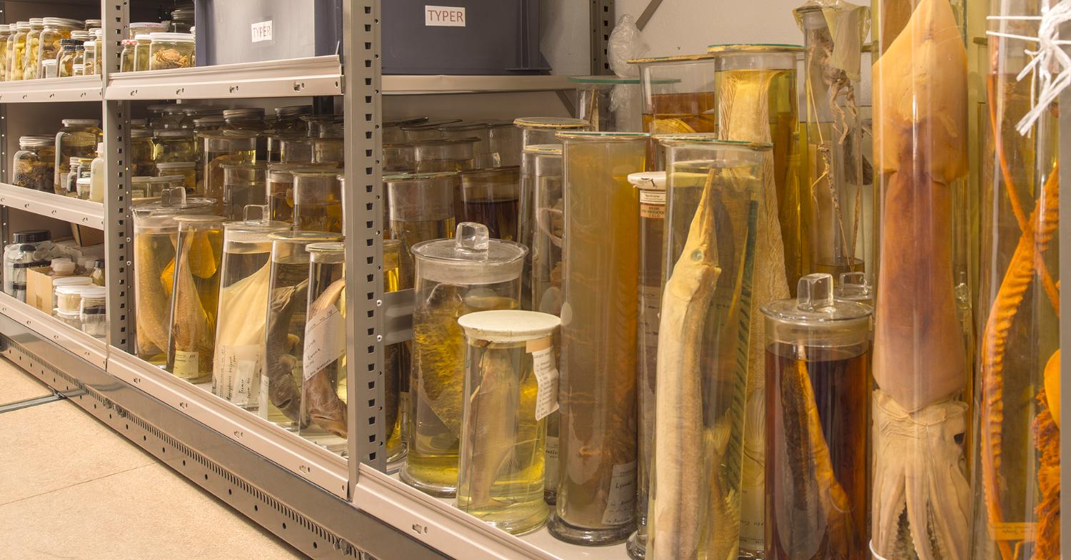 Illustrasjons-/bannerbilde for VIN&VITEN | The pickled library: the zoological collections