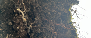 Bilde Environmental humanities gathering #81: Soils reading group
